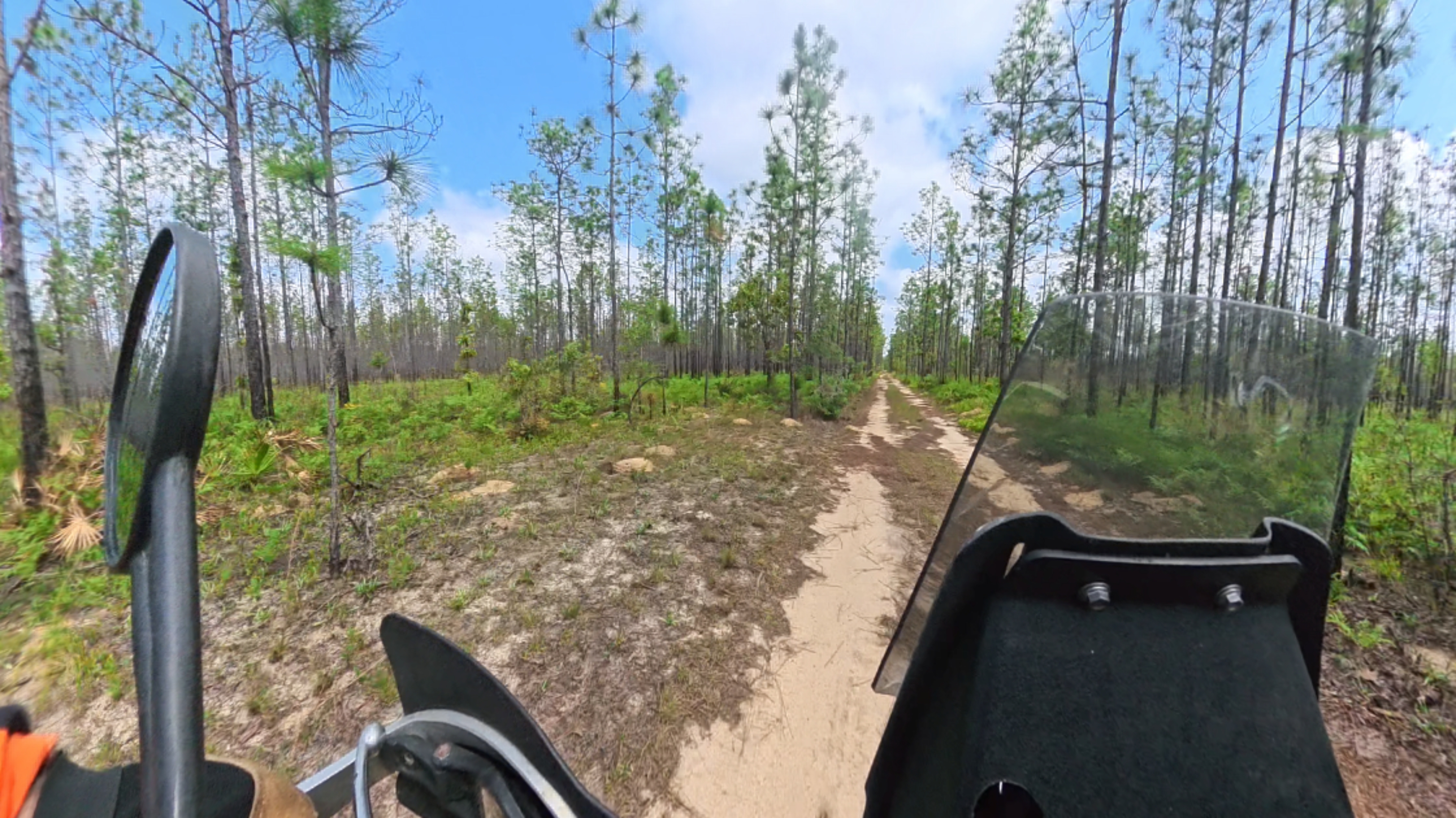 Sand trail through Blackwater pine forest