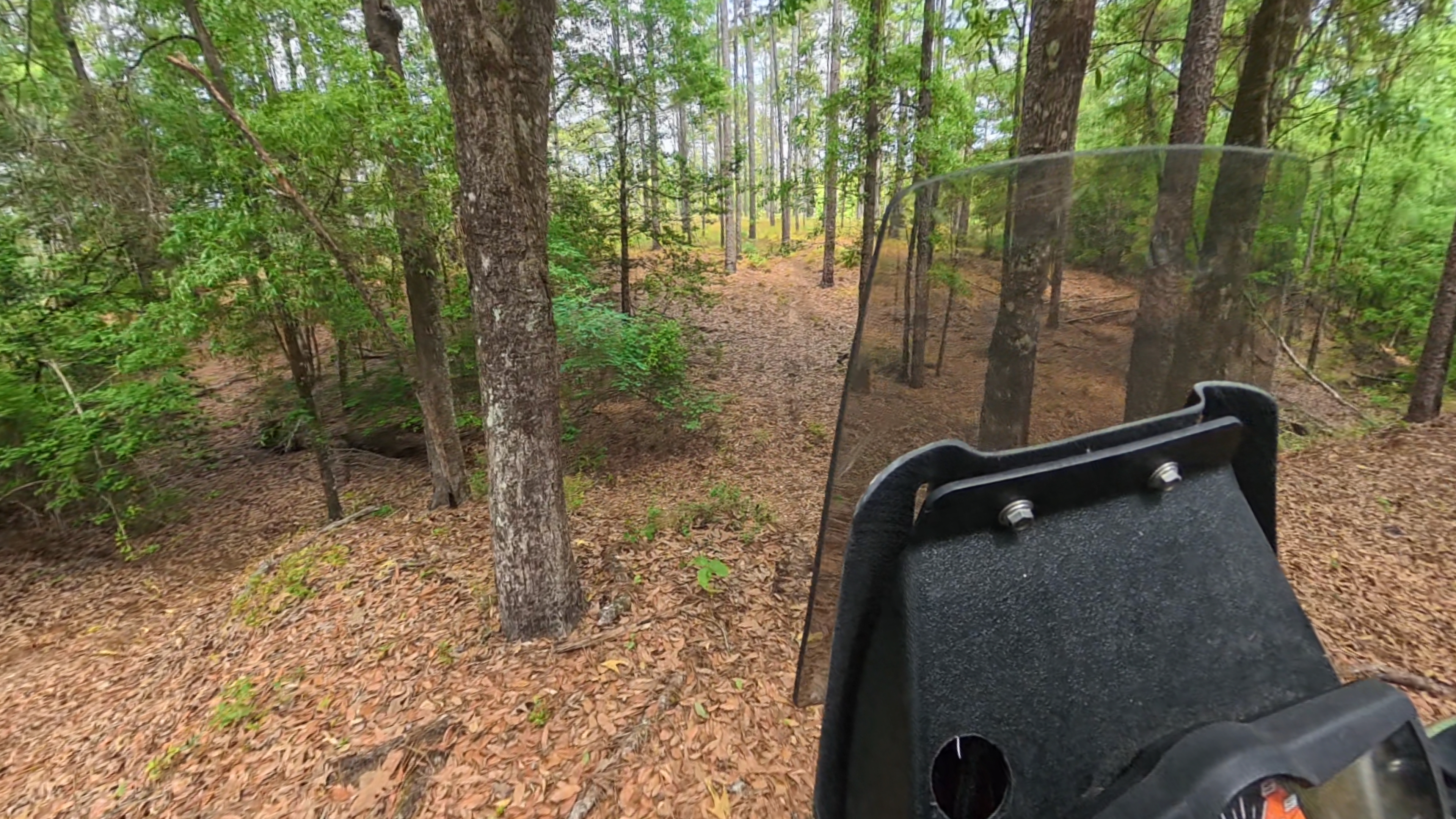 Rider in pine forest
